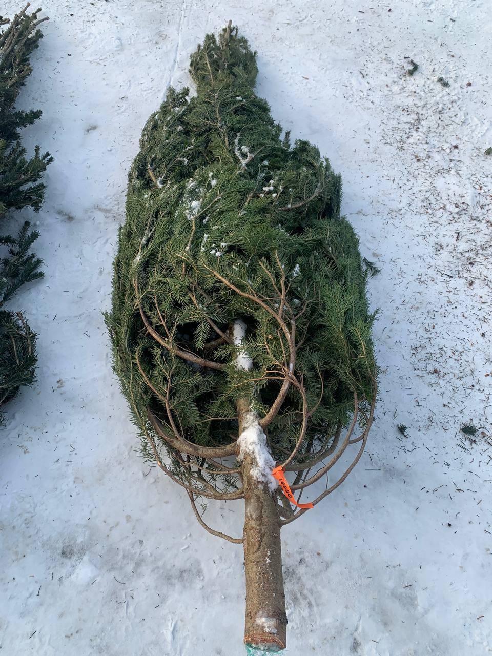 Фото Журналист сравнил цены на елочных базарах Новосибирска 10